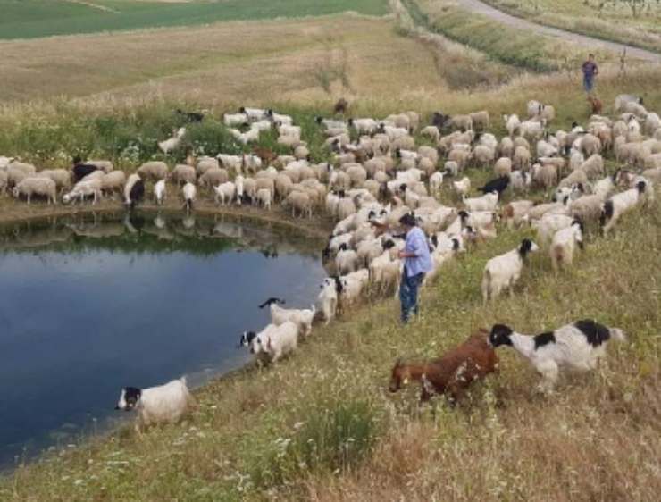 Sicilia capre emergenza acqua