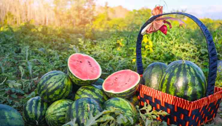 come capire se il cocomero è di qualità