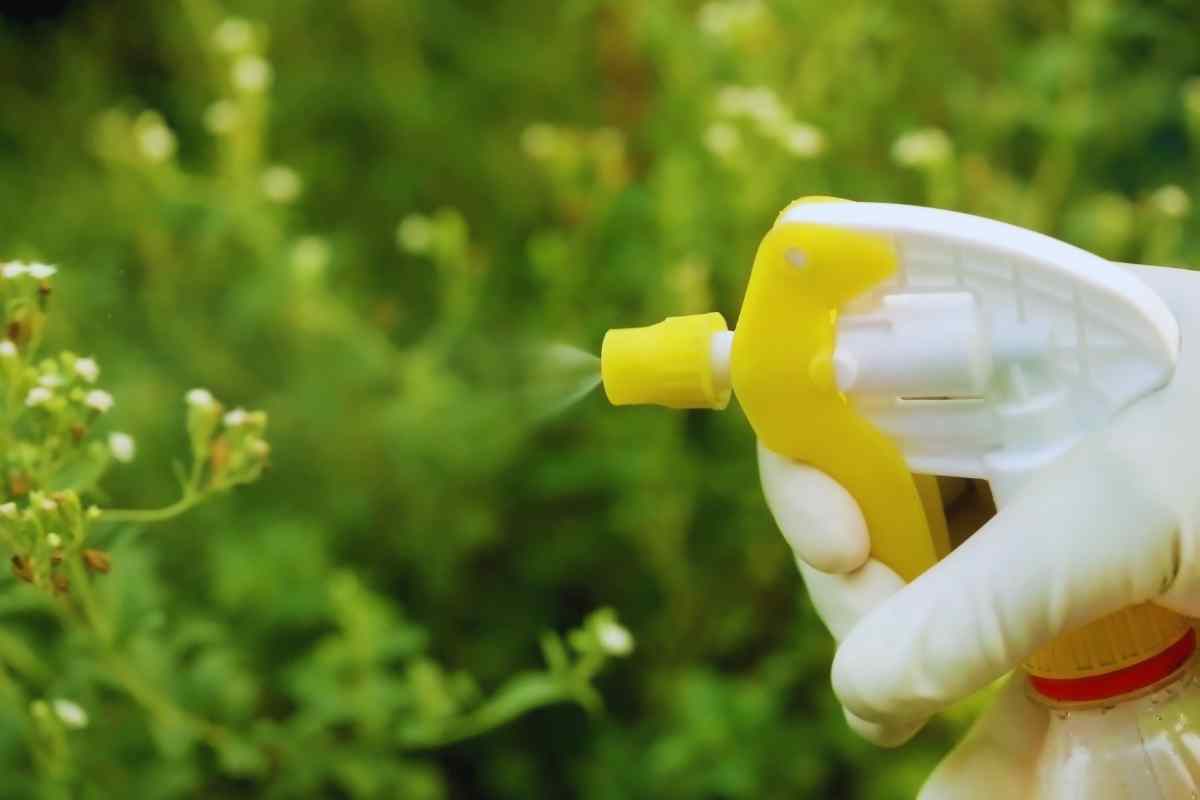 insetticida naturale fatto in casa